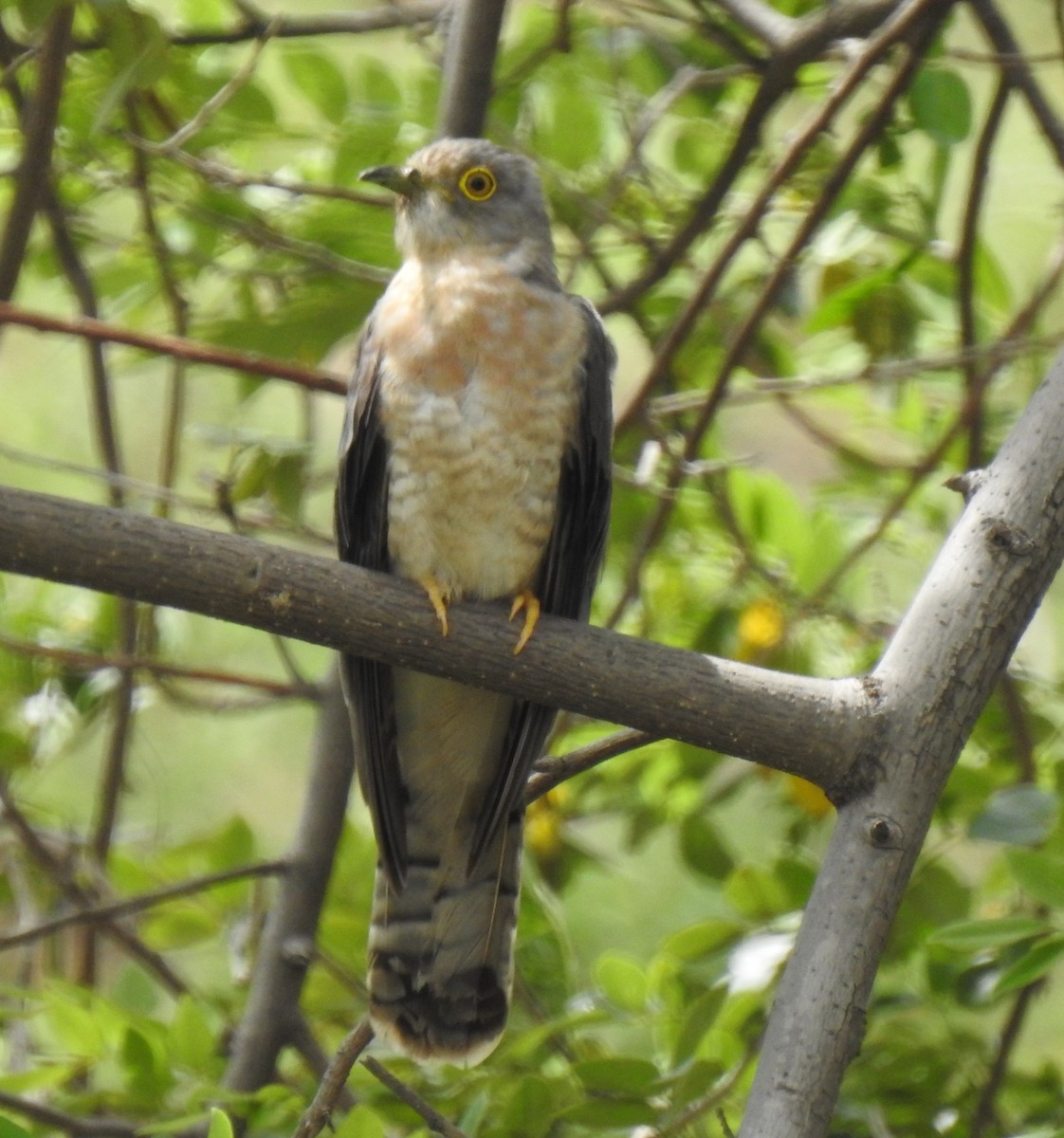 Common Hawk-Cuckoo - ML242340601