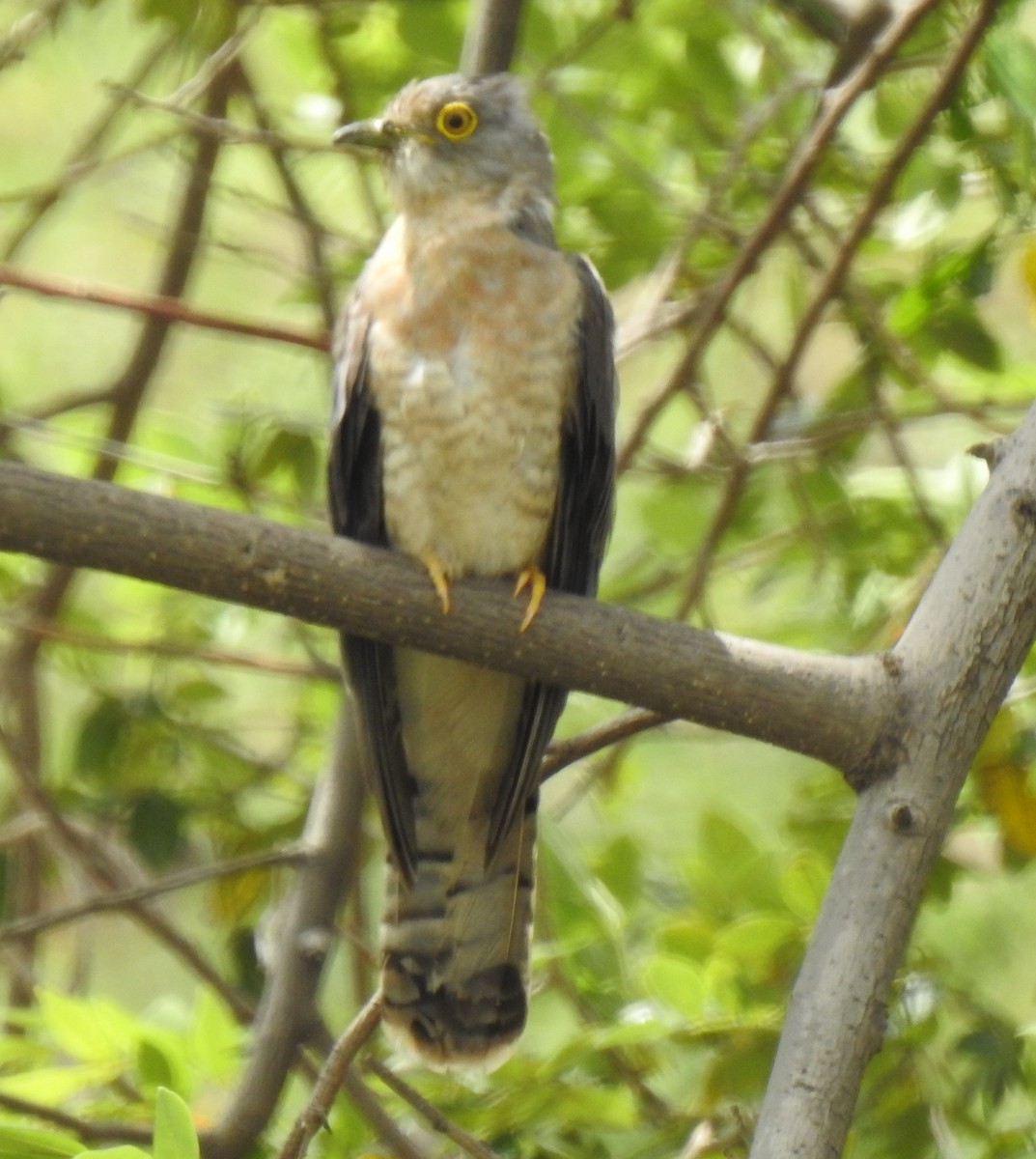 Common Hawk-Cuckoo - ML242340631