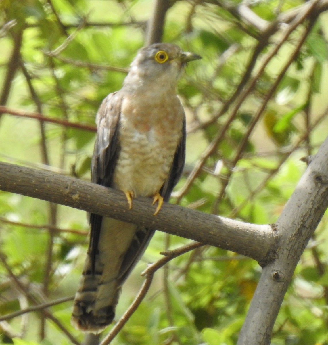 Common Hawk-Cuckoo - ML242340651