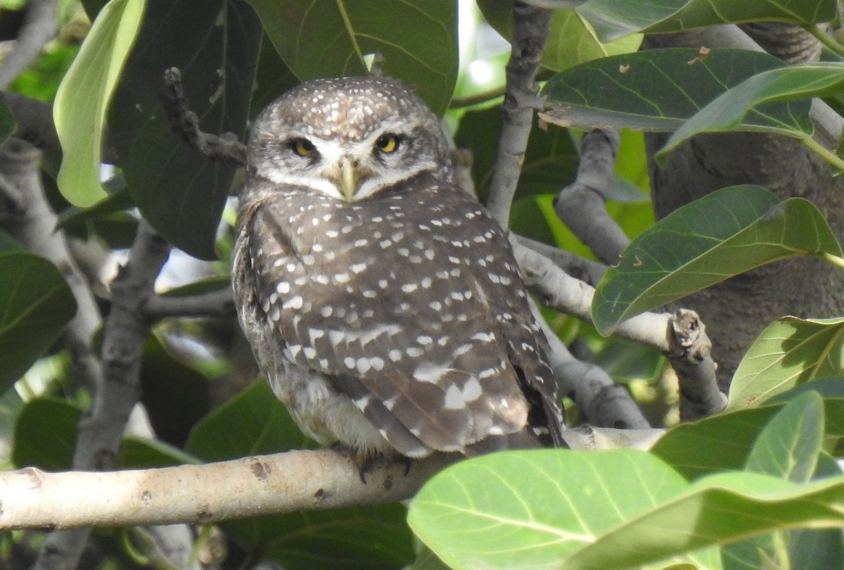 Spotted Owlet - Dr Mita Gala