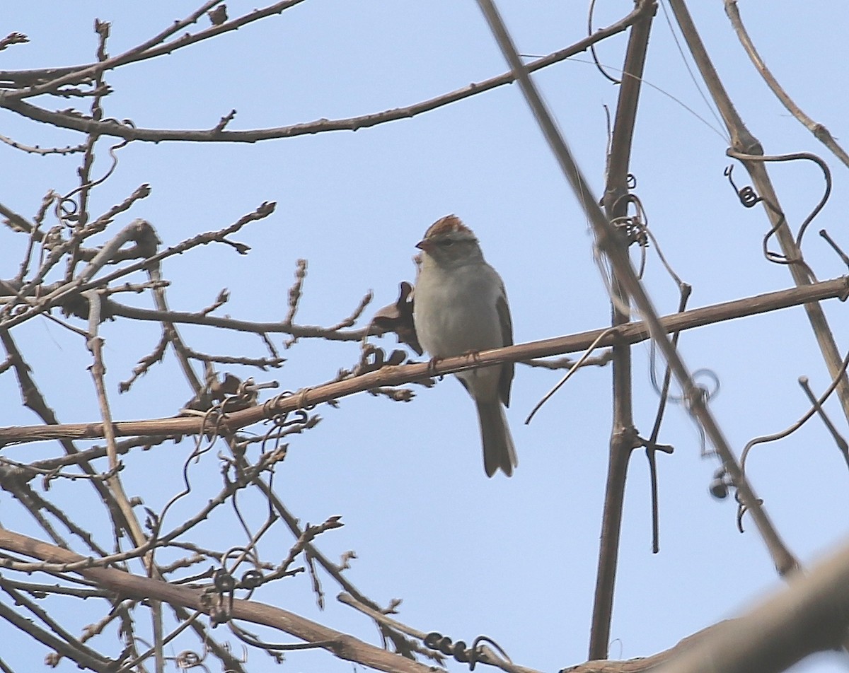 Chipping Sparrow - ML24234431
