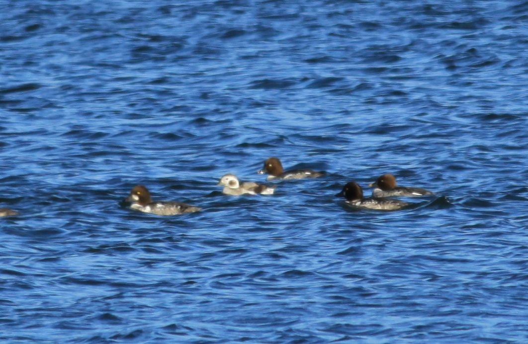 Long-tailed Duck - ML24234741