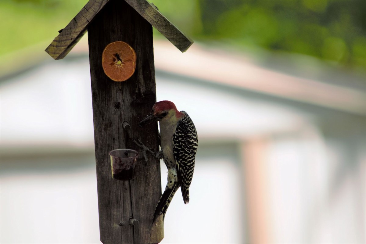 Red-bellied Woodpecker - ML242348091