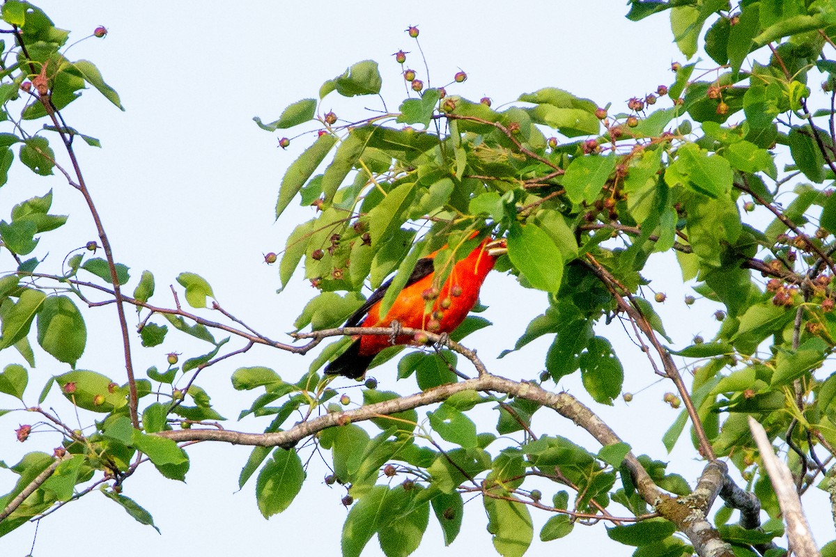 Scarlet Tanager - ML242350601