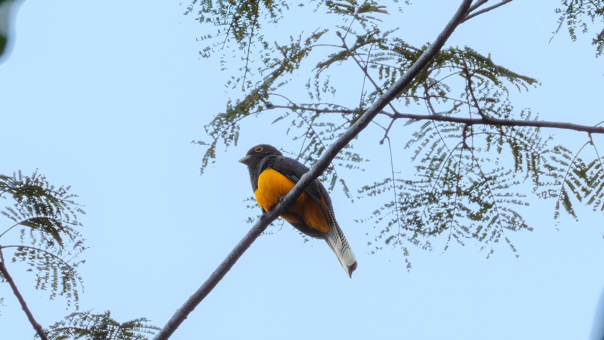 Amazonian Trogon - Jorge Muñoz García   CAQUETA BIRDING