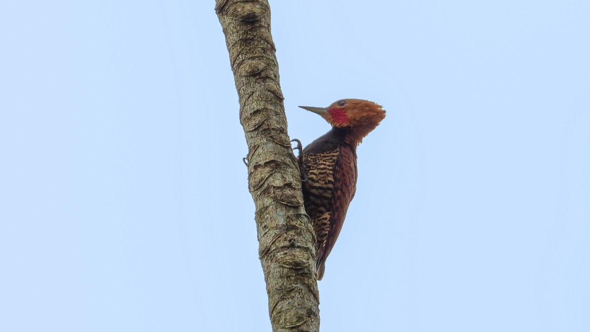 Ringed Woodpecker - Jorge Muñoz García   CAQUETA BIRDING