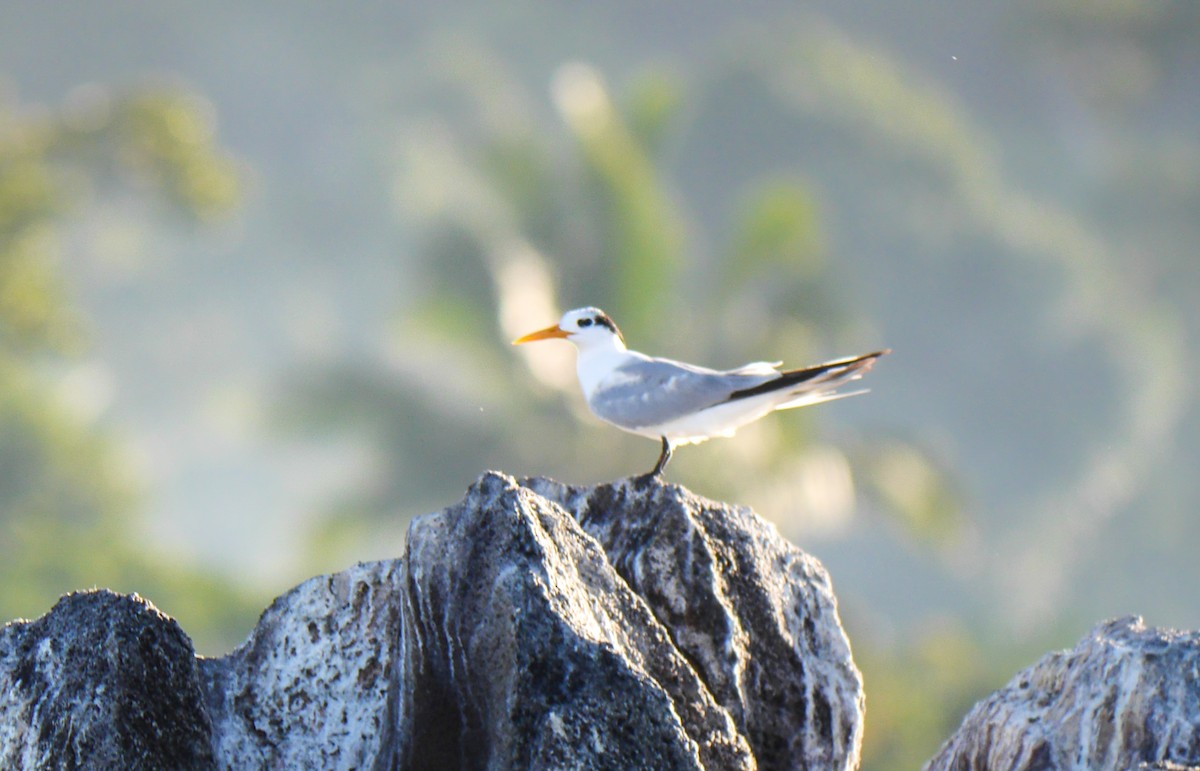 Lesser Crested Tern - ML242359821