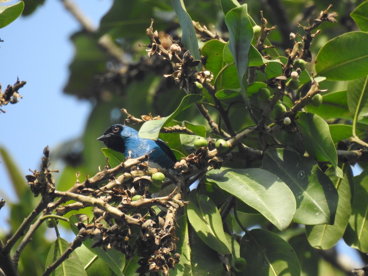 Swallow Tanager - ML242360511