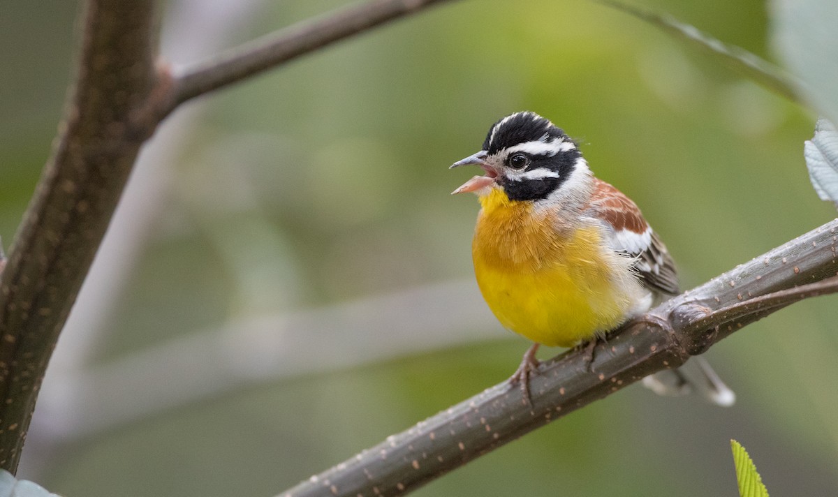 Golden-breasted Bunting - Ian Davies