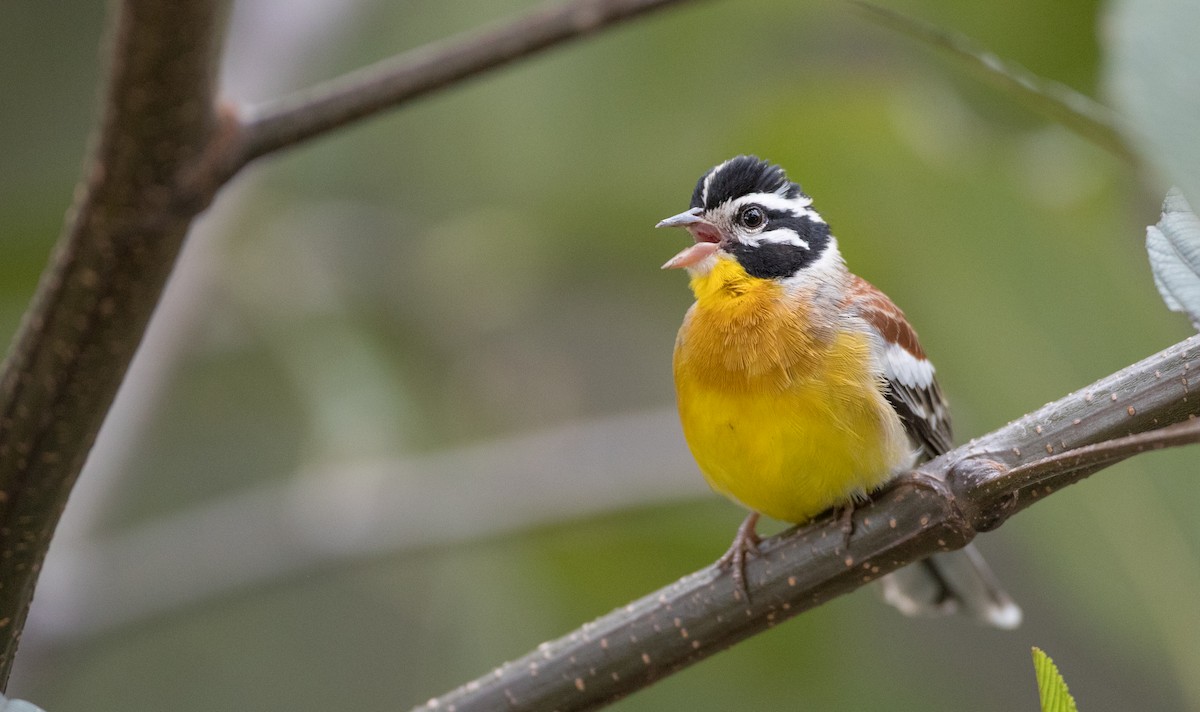Golden-breasted Bunting - ML242361011