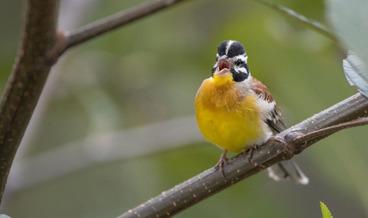 Golden-breasted Bunting - ML242361041