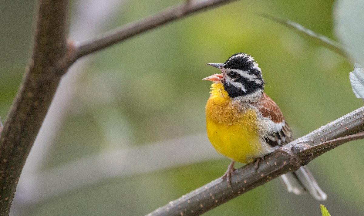 Golden-breasted Bunting - ML242361061