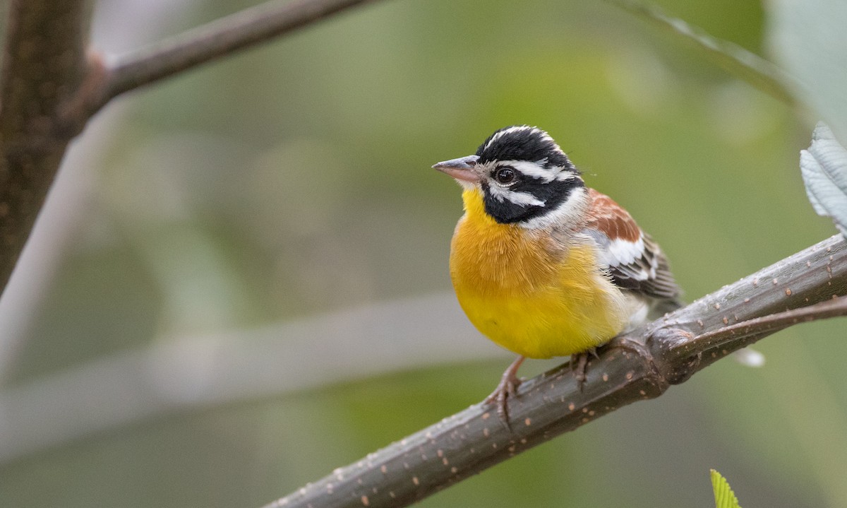 Golden-breasted Bunting - ML242361071