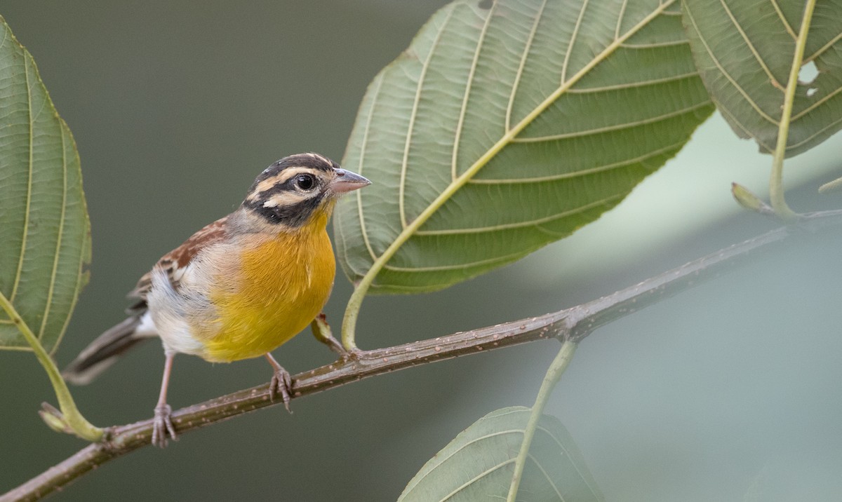 Golden-breasted Bunting - ML242361121
