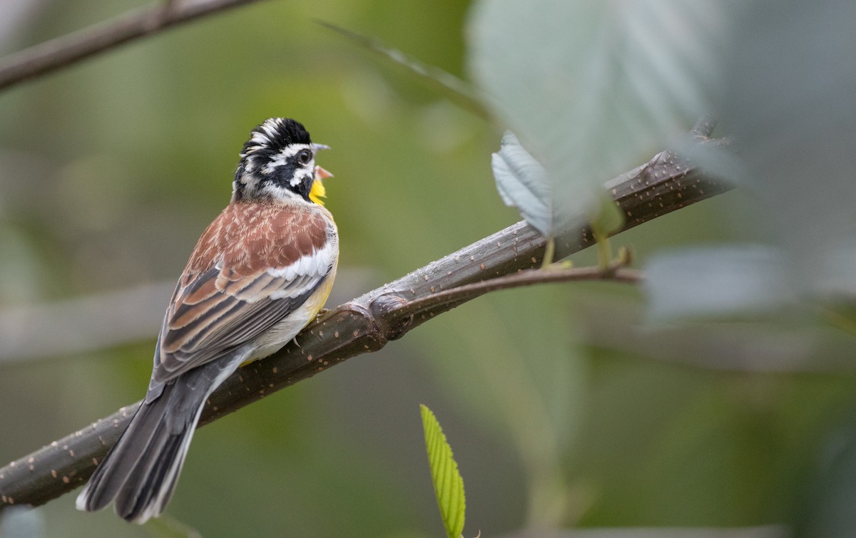Golden-breasted Bunting - ML242361131