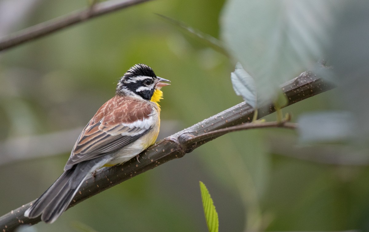 Golden-breasted Bunting - ML242361141