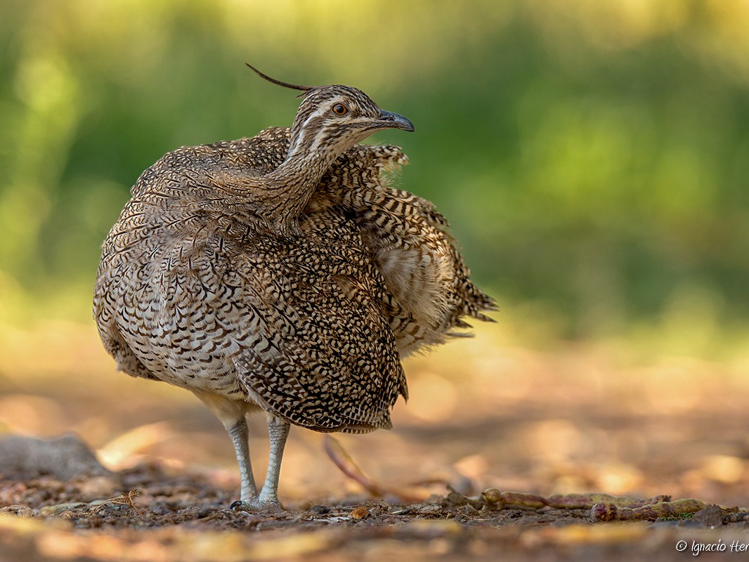 Elegant Crested-Tinamou - Ignacio Hernandez