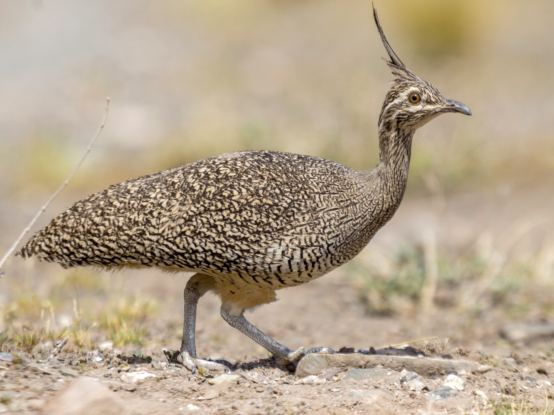 Elegant Crested-Tinamou - Martín  Perez