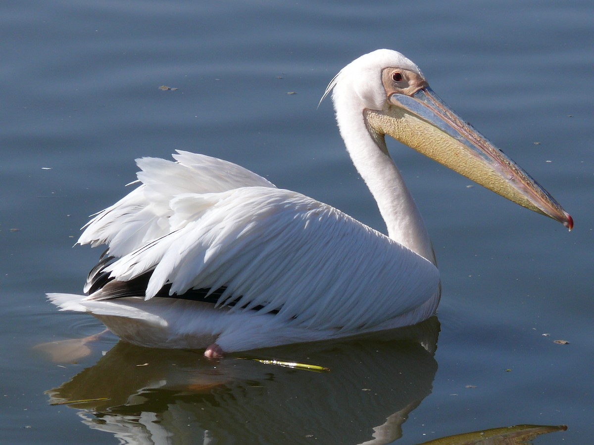 Great White Pelican - Michael Pohler