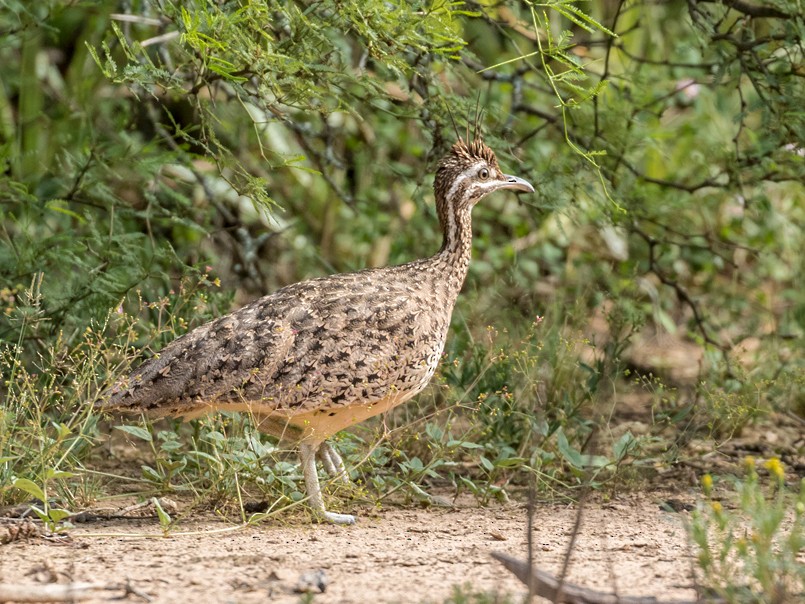 Quebracho Crested-Tinamou - eBird