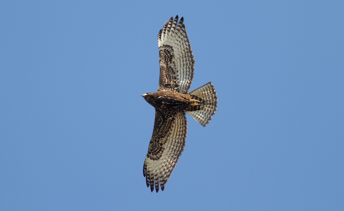 Red-tailed Hawk (Harlan's) - Jerry Liguori