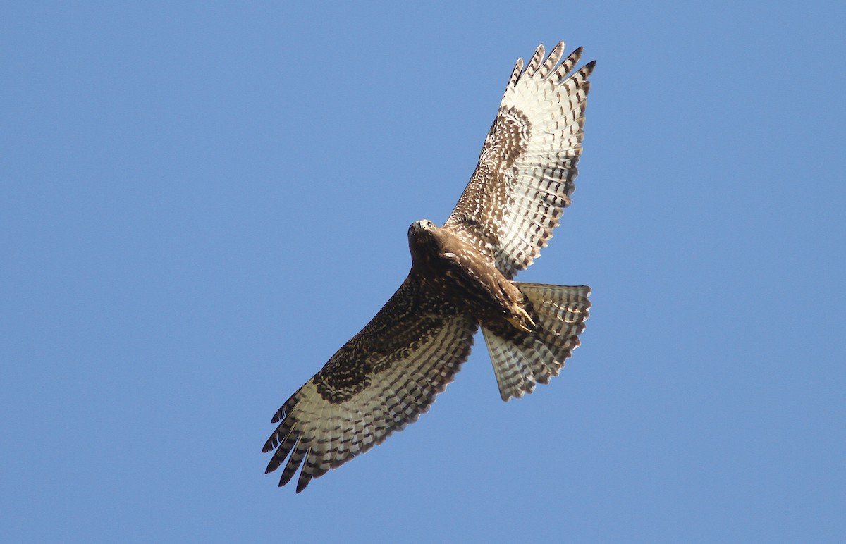 Red-tailed Hawk (Harlan's) - ML242363371