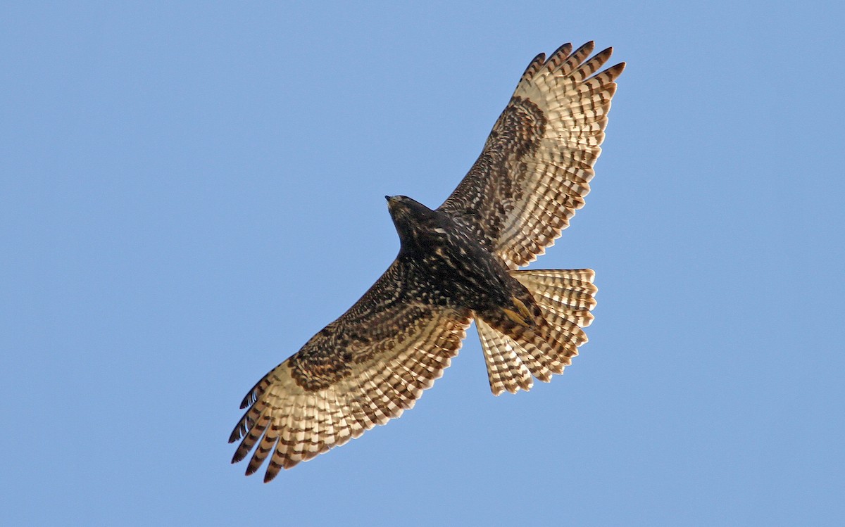 Red-tailed Hawk (Harlan's) - Jerry Liguori