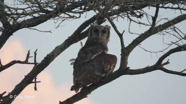 Verreaux's Eagle-Owl - ML242363701