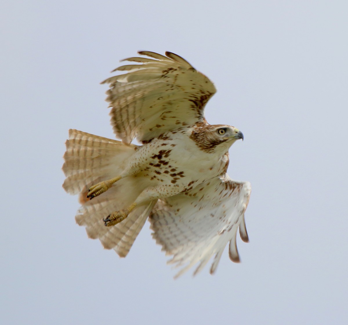 Red-tailed Hawk - Lori White