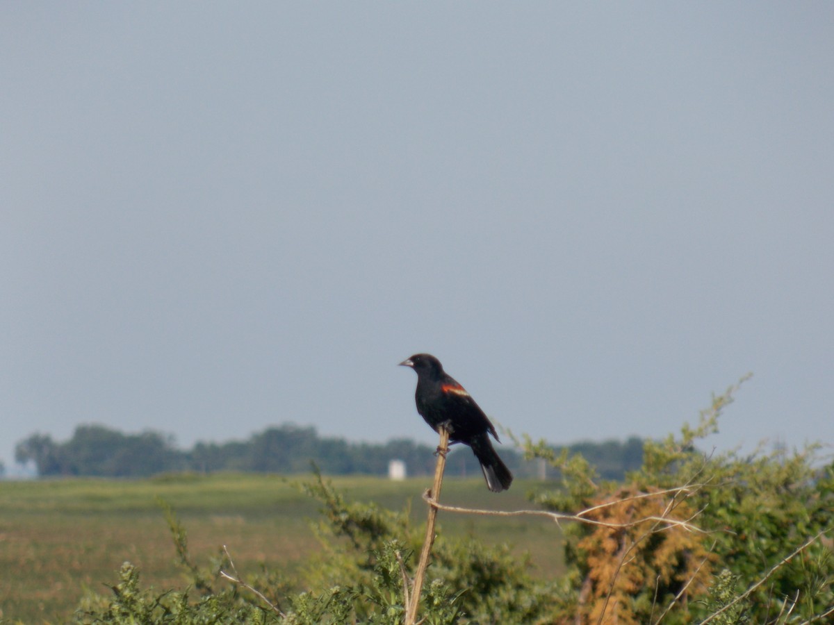 Red-winged Blackbird - ML242372601