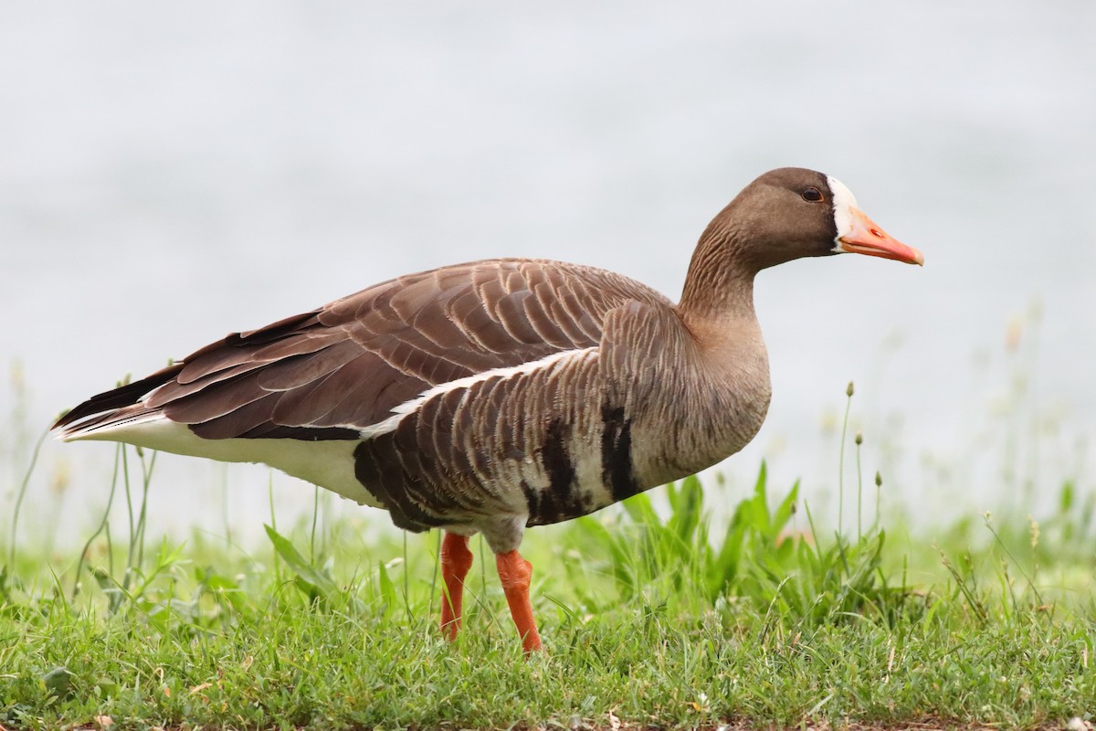 Greater White-fronted Goose - ML242373961