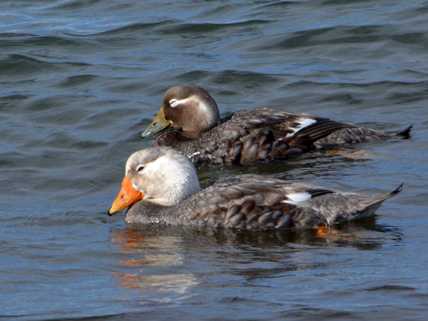 Whiteheaded SteamerDuck eBird