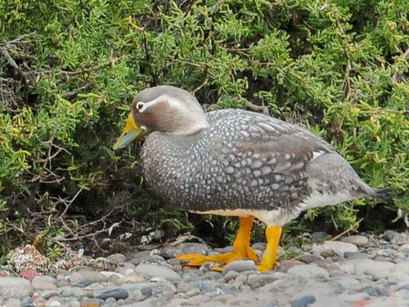 White-headed Steamer-Duck - eBird