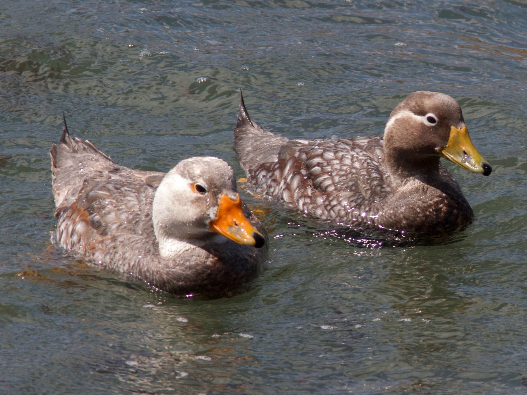 Whiteheaded SteamerDuck eBird