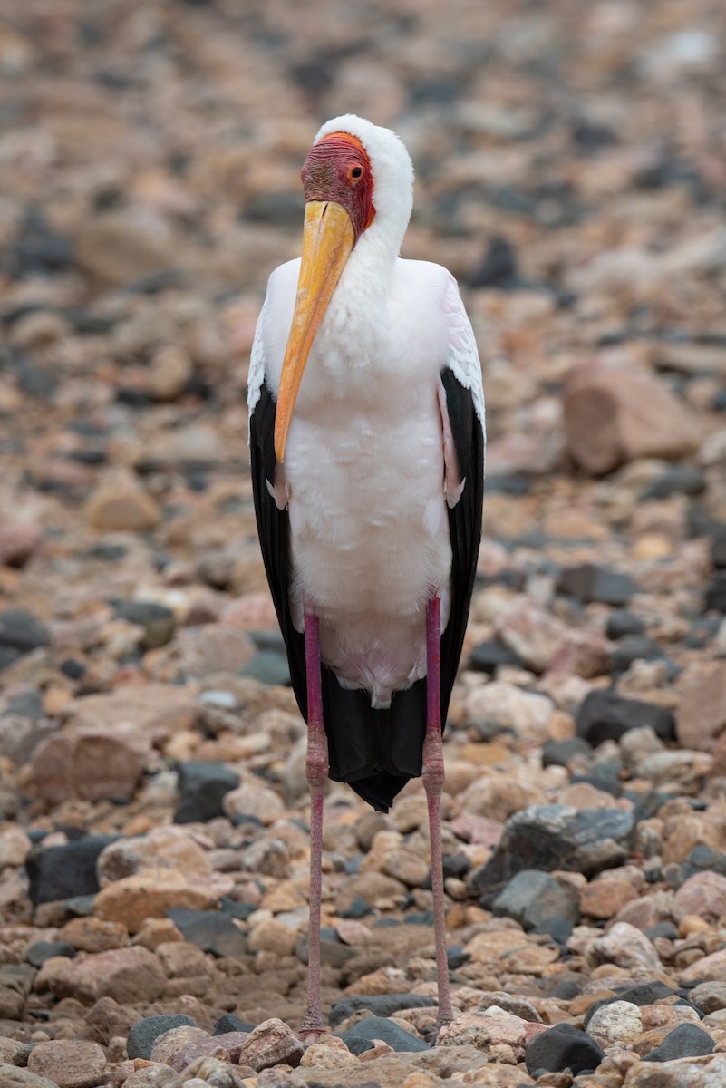 Yellow-billed Stork - Alistair Routledge