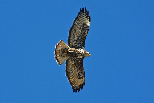 Adult intermediate-morph. - Red-tailed Hawk (Harlan's) - 