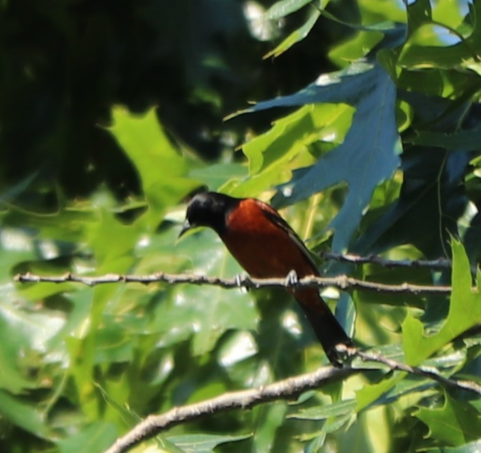 Orchard Oriole - ML242377531