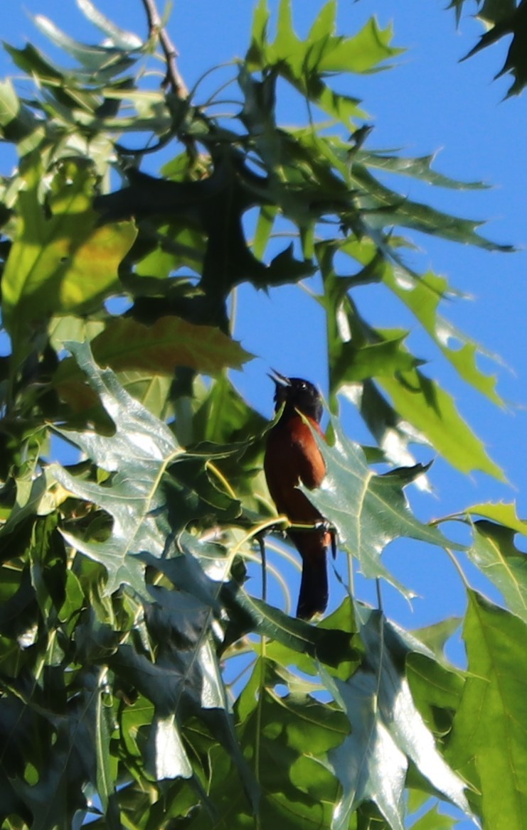 Orchard Oriole - ML242377591