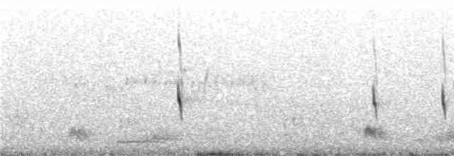 Ecuadornachtschwalbe - ML242379