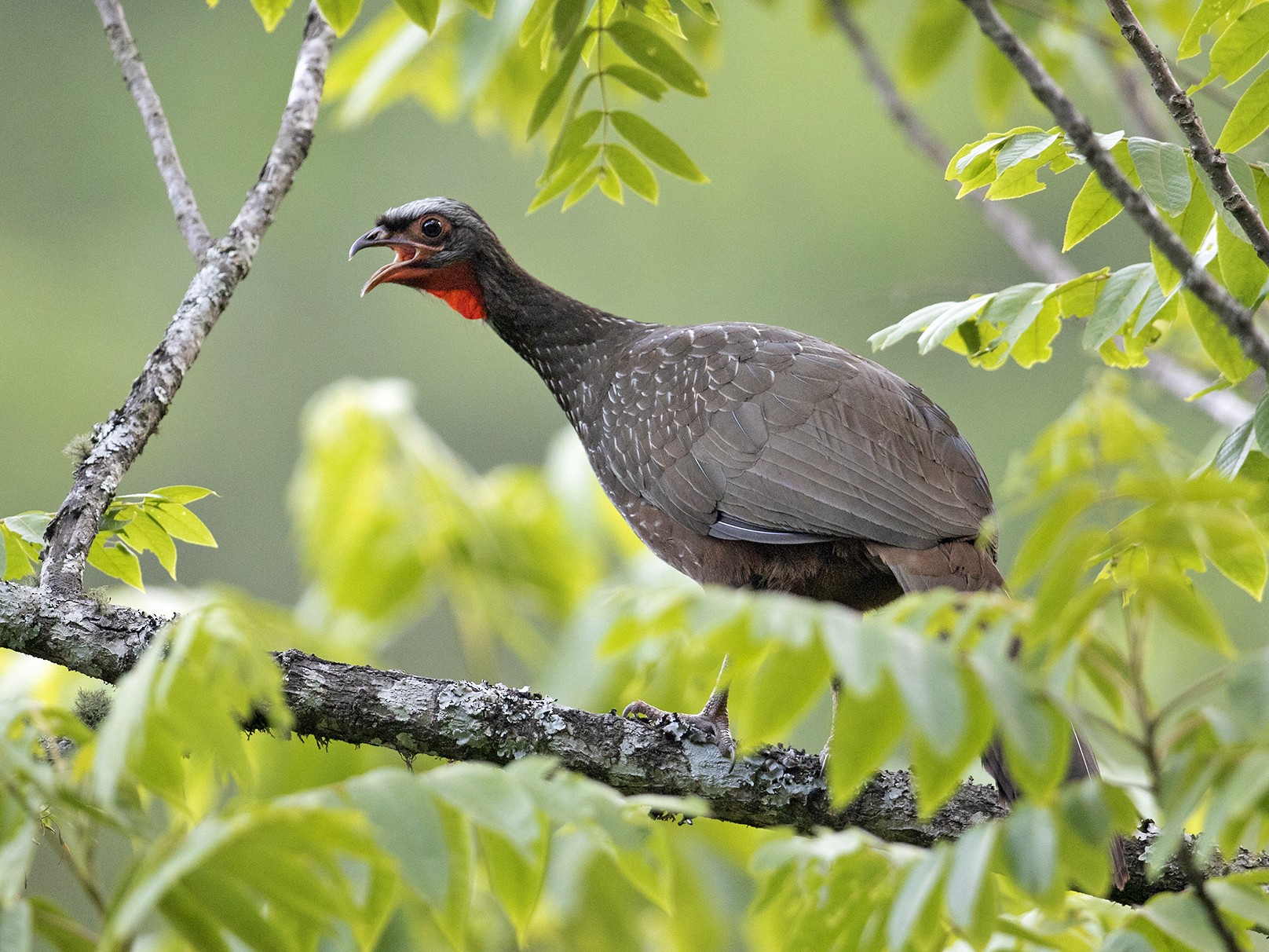 Red-faced Guan - Sam Woods
