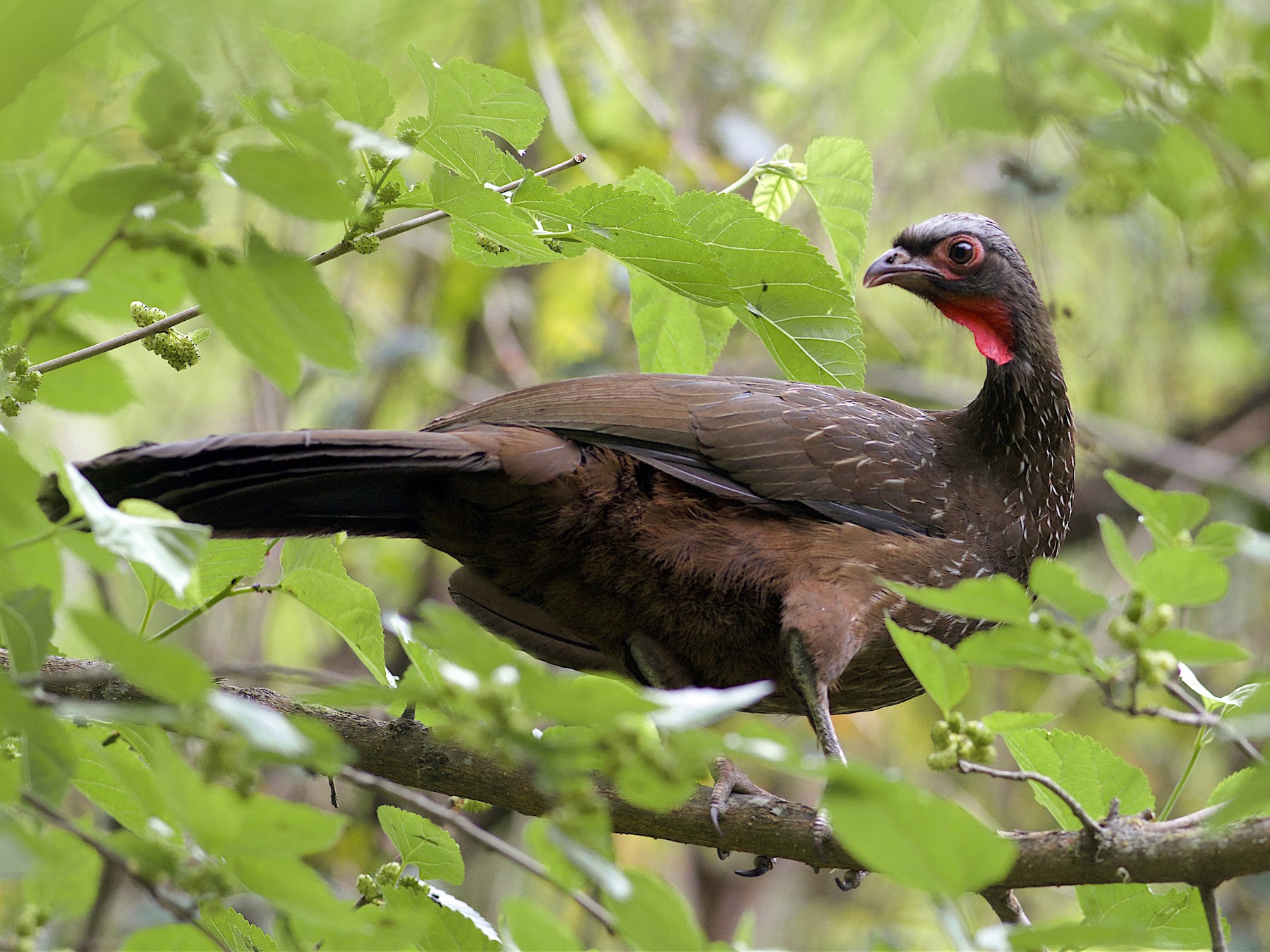 Red-faced Guan - Daniel Field