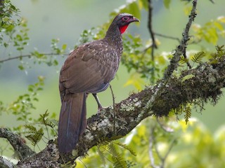  - Red-faced Guan