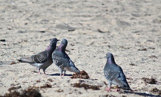Rock Pigeon (Feral Pigeon), ML24238121