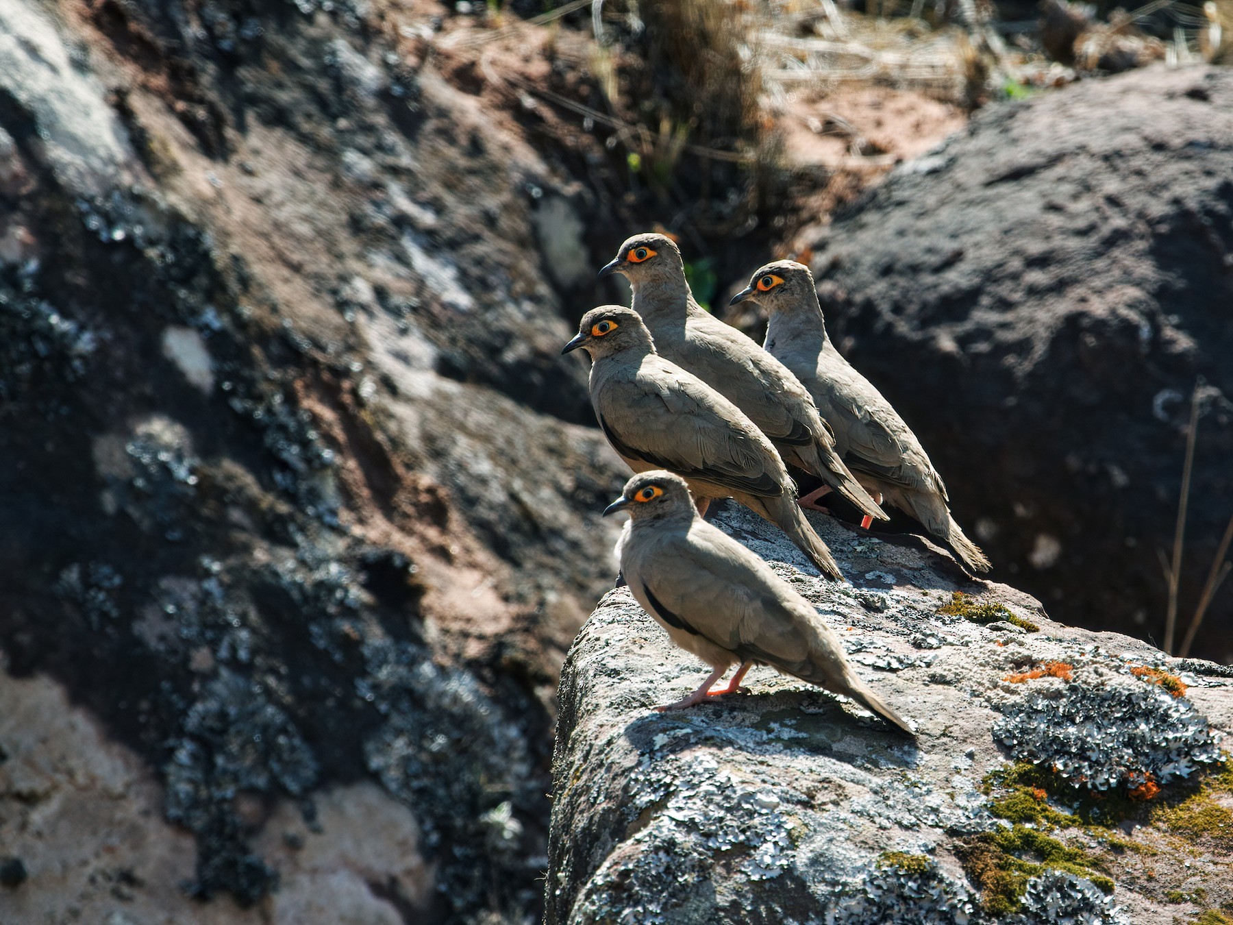 Palomita Ojo Desnudo - eBird