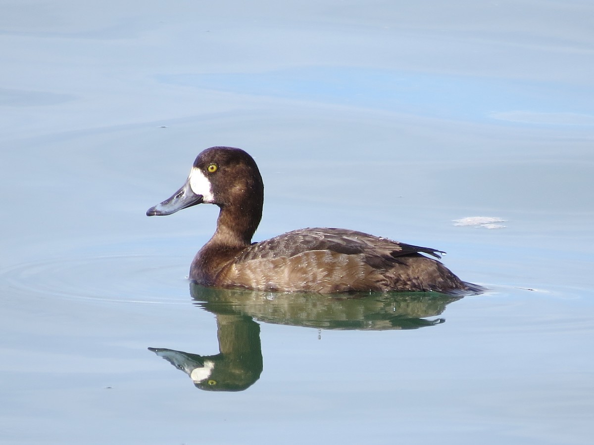 Greater Scaup - Dave Bengston