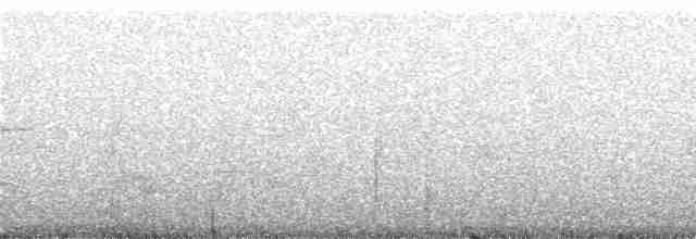 Weißbrauen-Olivtyrann - ML242394