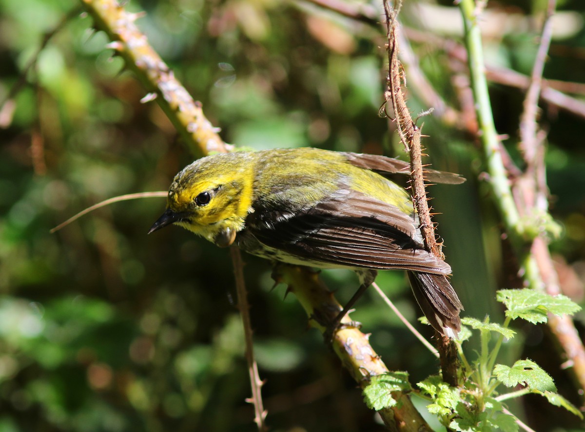 Black-throated Green Warbler - ML242397651