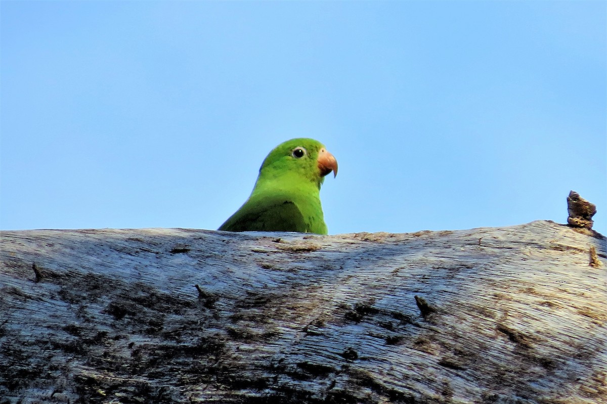 Yellow-chevroned Parakeet - Adam Betuel