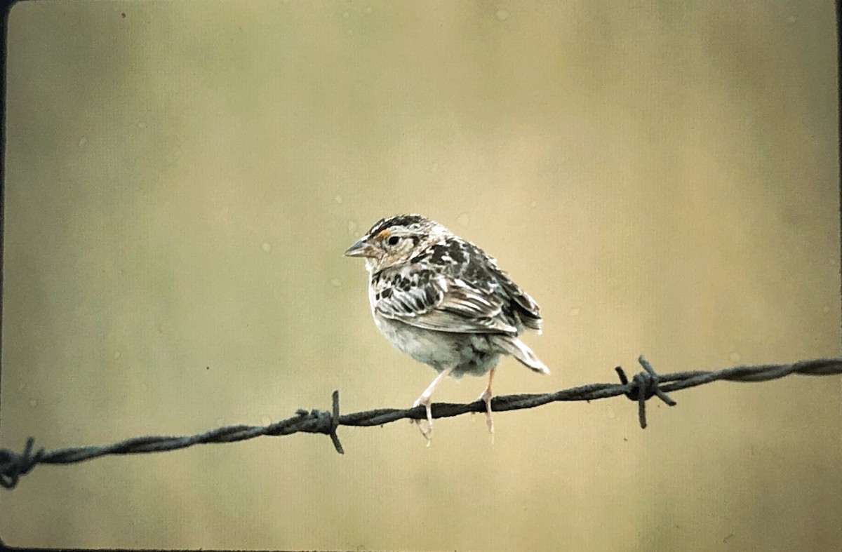 Grasshopper Sparrow - ML242402751