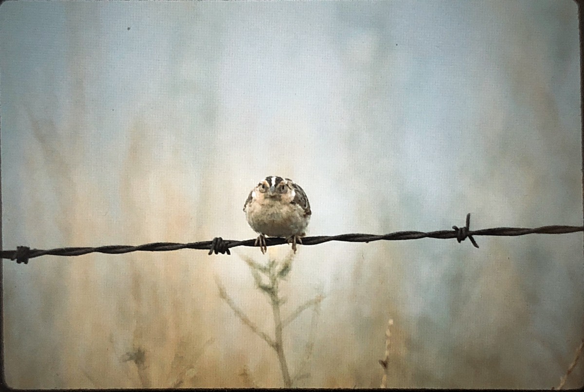 Grasshopper Sparrow - Scott Jackson